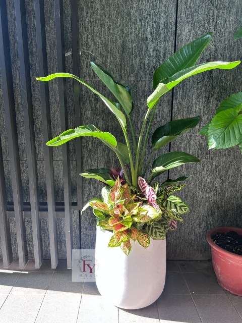 大型開幕盆栽天堂鳥高度150cm 很繽紛小品植物搭配