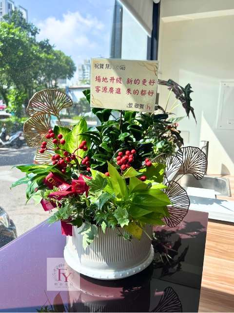 開幕盆栽桌上盆金錢樹